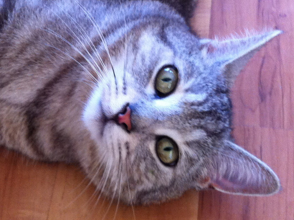 Family Cat 2014